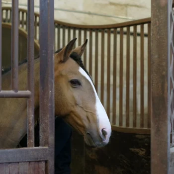 Hôtel des Roys Versailles - Les Écuries royales