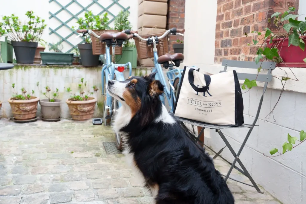 Chien devant l’Hôtel des Roys à Versailles avec vélos et accueil pet-friendly